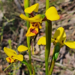 Diuris sulphurea