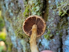 Cortinarius angelesianus