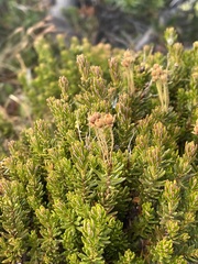 Phyllodoce glanduliflora