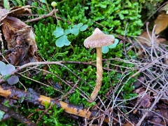 Cortinarius angelesianus