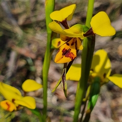 Diuris sulphurea