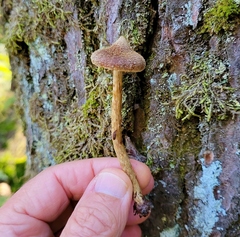 Cortinarius angelesianus