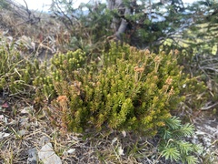 Phyllodoce glanduliflora