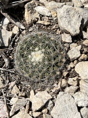 Mammillaria heyderi