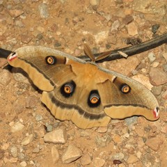 Antheraea oculea