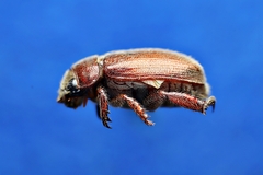Adoretus formosanus