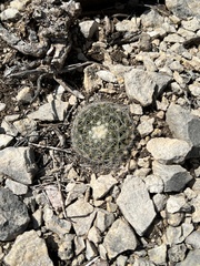 Mammillaria heyderi