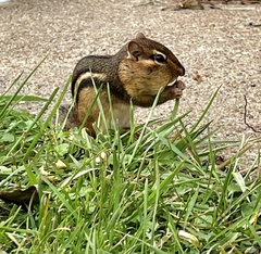 Tamias striatus