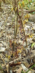 Erythrorchis cassythoides