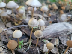 Parasola conopilea