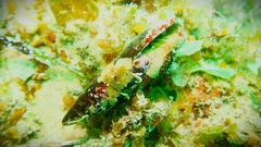 Isara glabra