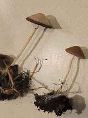 Parasola conopilea