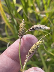 Carex spectabilis