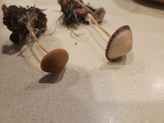 Parasola conopilea