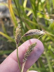 Carex spectabilis