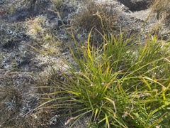 Carex spectabilis