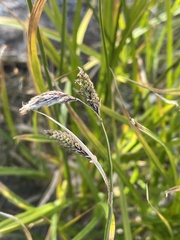 Carex spectabilis