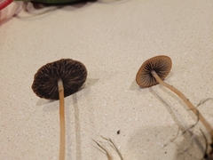 Parasola conopilea