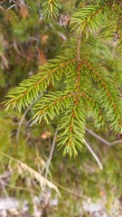 Picea jezoensis
