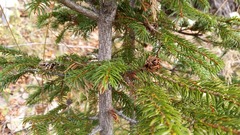 Picea jezoensis