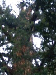 Pseudotsuga macrocarpa