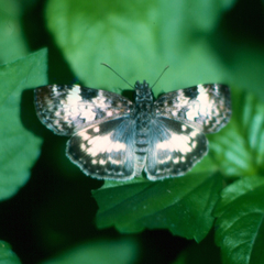 Chiomara georgina georgina