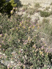 Dalea frutescens