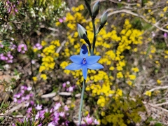 Thelymitra crinita