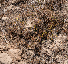 Deinandra fasciculata