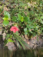 Barleria repens