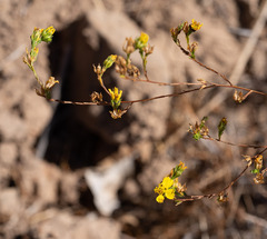 Deinandra fasciculata