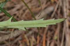 Pseudopanax crassifolius × lessonii