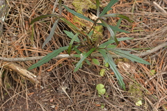 Pseudopanax crassifolius × lessonii