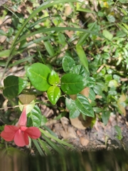 Barleria repens