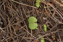 Corybas trilobus aggregate