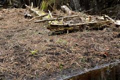 Corybas trilobus aggregate