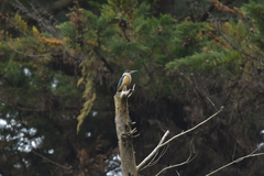 Todiramphus sanctus vagans