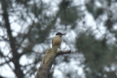 Todiramphus sanctus vagans