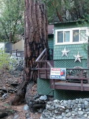 Pseudotsuga macrocarpa