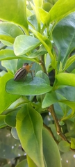 Maratus scutulatus