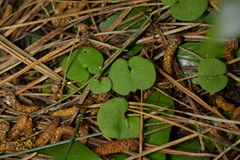 Corybas trilobus aggregate