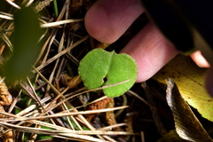 Corybas trilobus aggregate