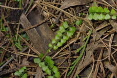 Asplenium flabellifolium