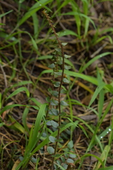 Pellaea rotundifolia