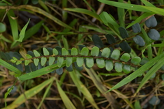Pellaea rotundifolia