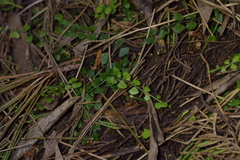 Asplenium flabellifolium