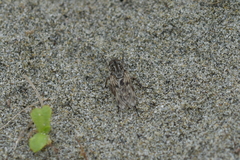 Anabarhynchus nebulosus