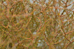 Coprosma acerosa