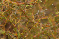 Coprosma acerosa