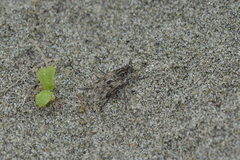 Anabarhynchus nebulosus